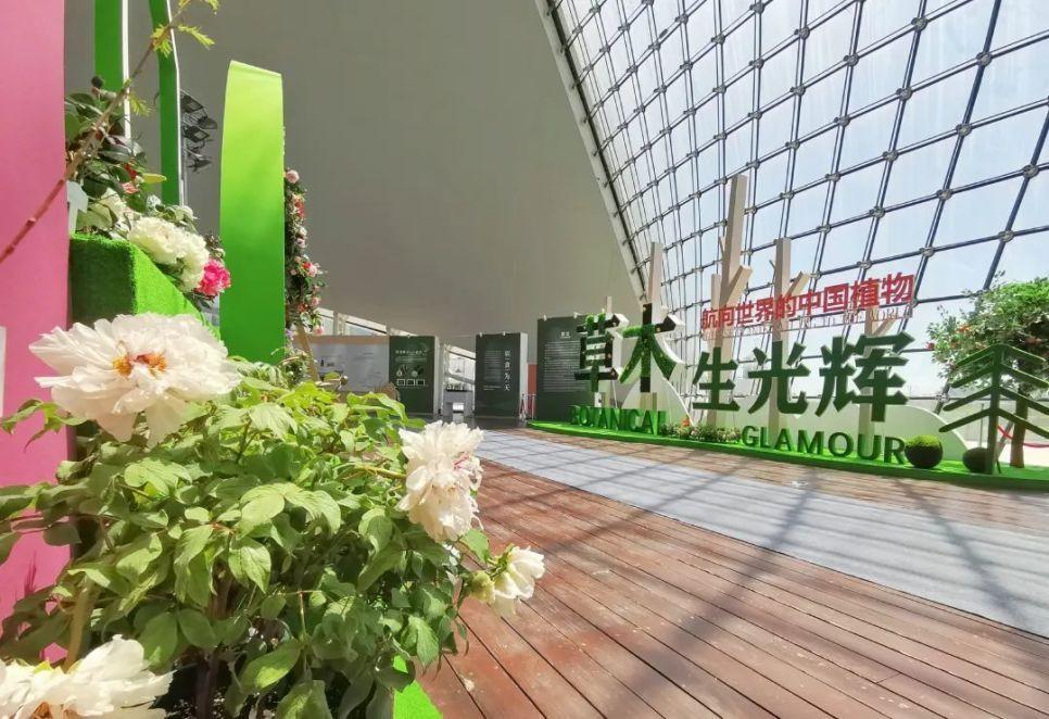 中国植物如何经由海上丝绸之路航向世界?来这个展览找答案