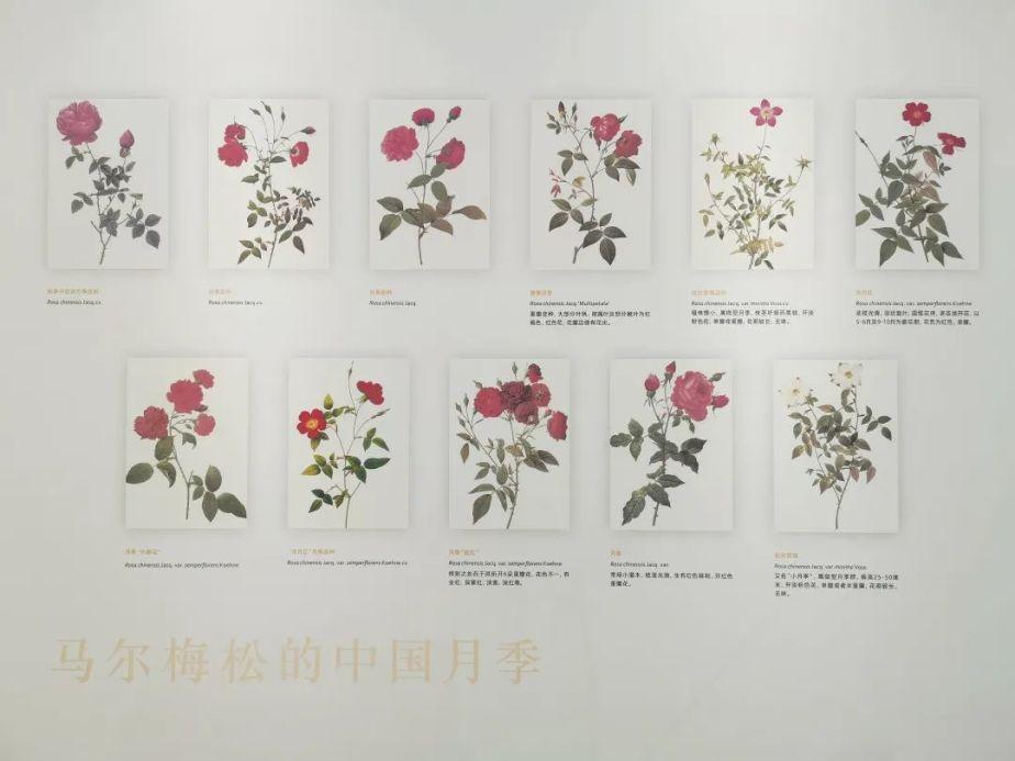 中国植物如何经由海上丝绸之路航向世界?来这个展览找答案